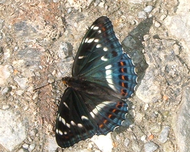 Spettacolo della natura: Limenitis populi